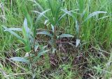 Stachys palustris