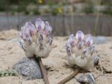 Astragalus nivalis. Соцветия. Таджикистан, Горно-Бадахшанская автономная обл., Мургабский р-н, дол. р. Карасу, ≈ 3630 м н.у.м., глинистый субстрат в пойме. 6 июля 2026 г.