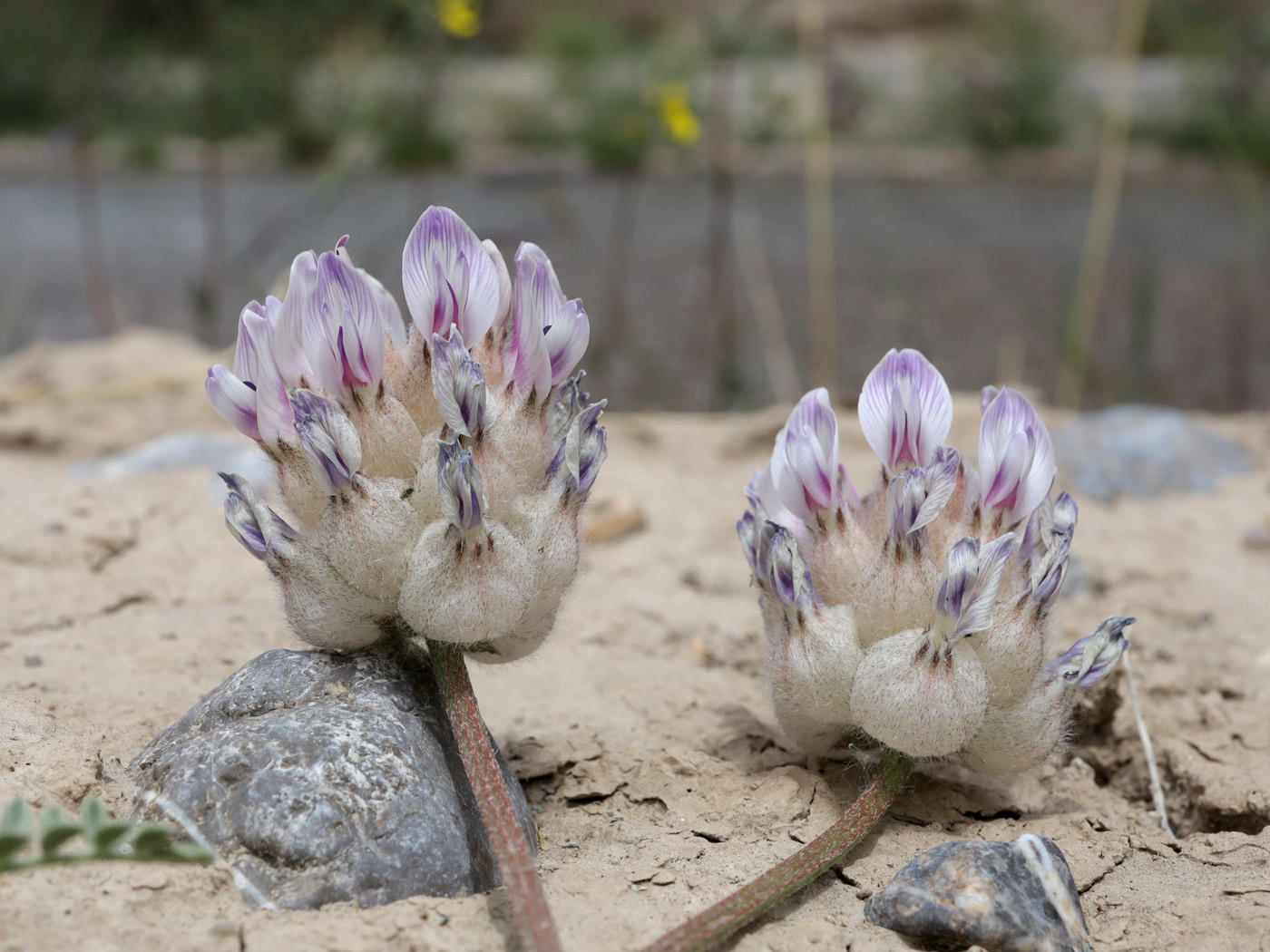 Image of Astragalus nivalis specimen.