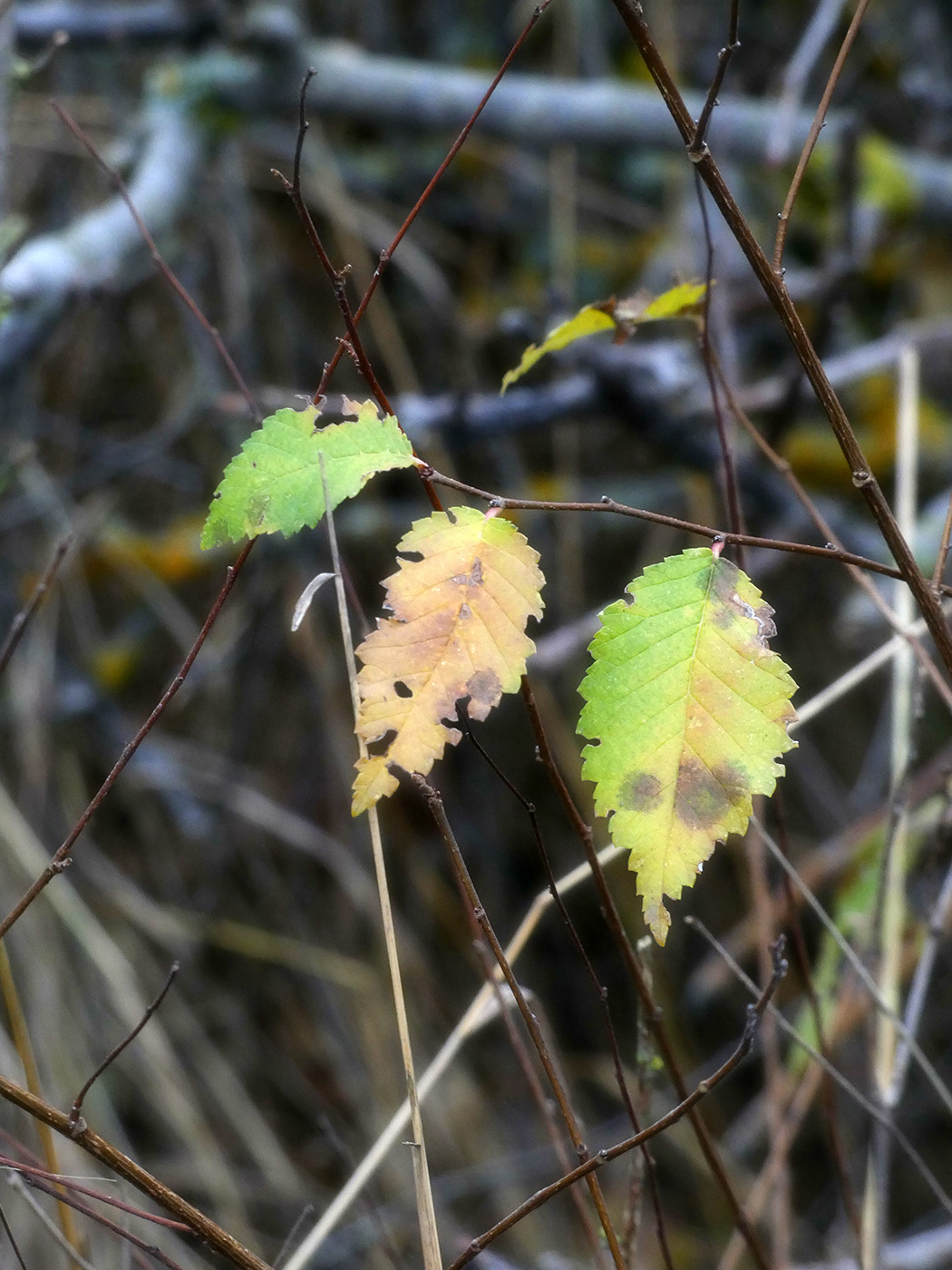 Image of Ulmus pumila specimen.