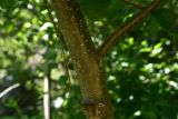 Alnus barbata. Часть ствола с основанием ветви. Турция, ил Артвин, р-н Юсуфели, 250 м ниже дер. Гюльпынар, выс. 1500 м н.у.м., роща на берегу реки. 13 июня 2026 г.