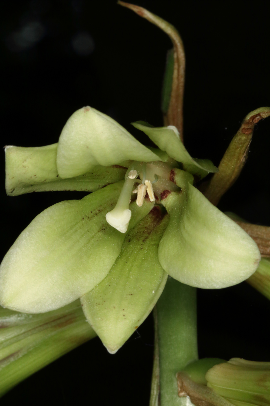 Изображение особи Cardiocrinum cordatum.