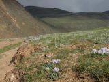 Astragalus brevifolius