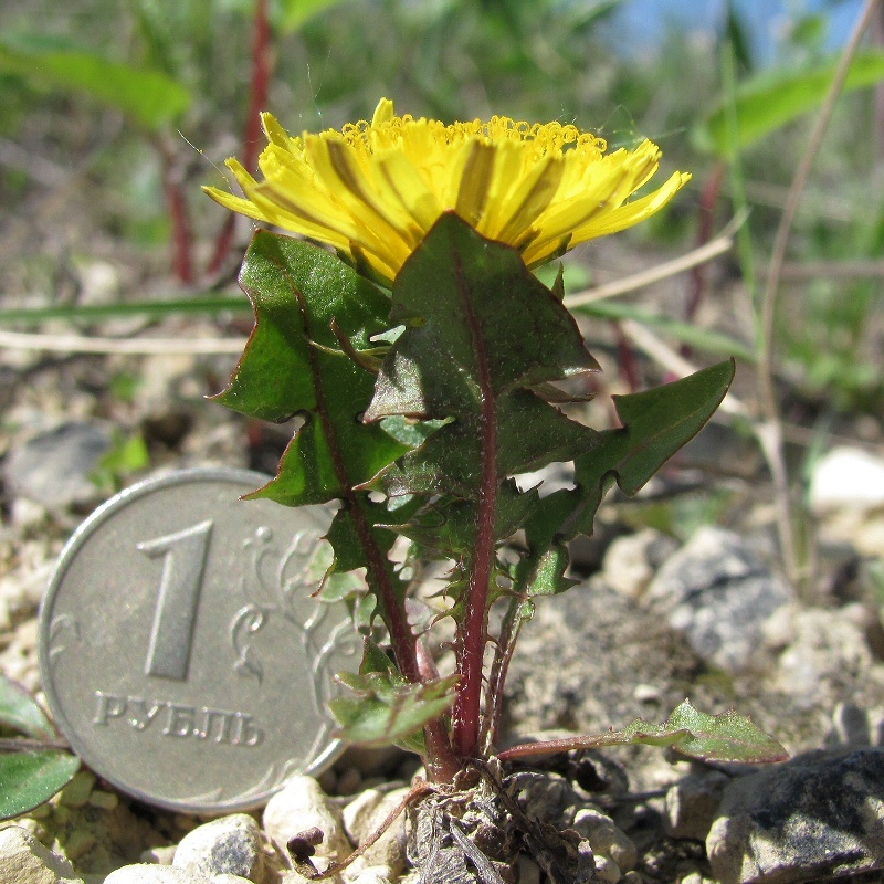 Изображение особи род Taraxacum.