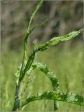 Rumex crispus