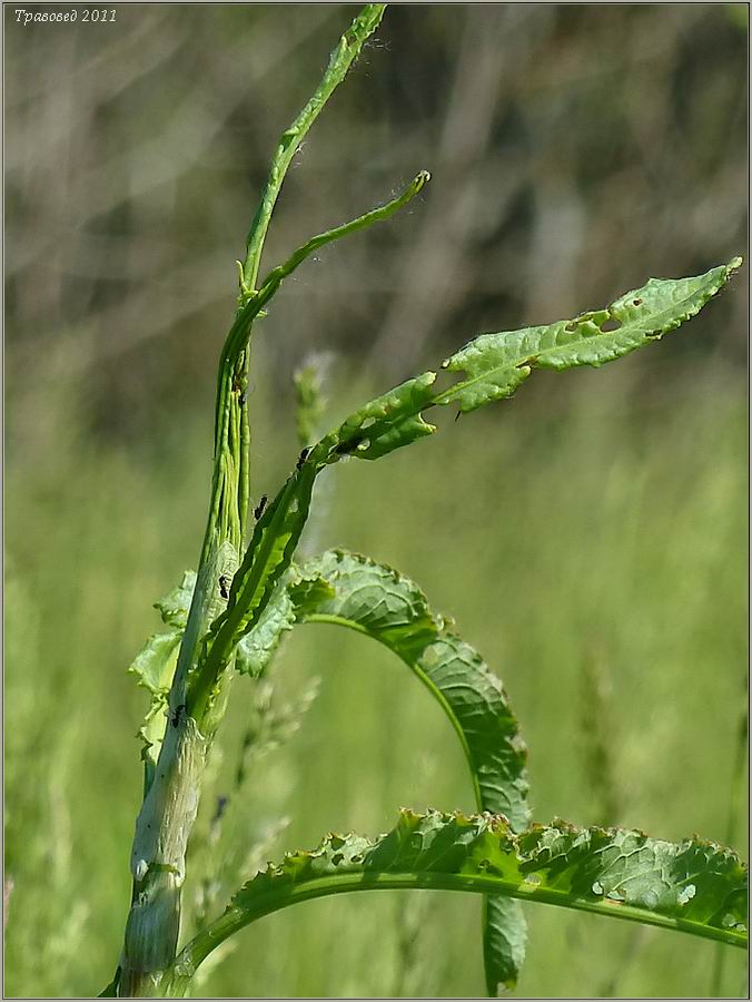 Изображение особи Rumex crispus.