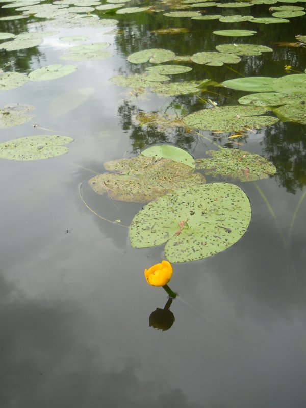 Изображение особи Nuphar lutea.