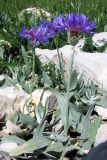 Centaurea fuscomarginata. Цветущие растения. Горный Крым, Ай-Петринская яйла. 29 июня 2011 г.