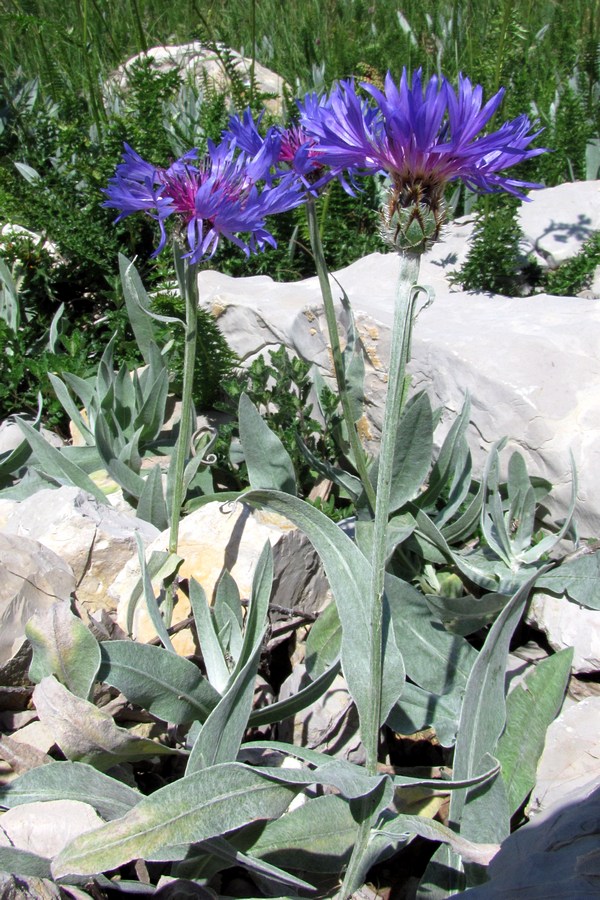 Image of Centaurea fuscomarginata specimen.
