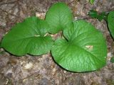 Trachystemon orientalis