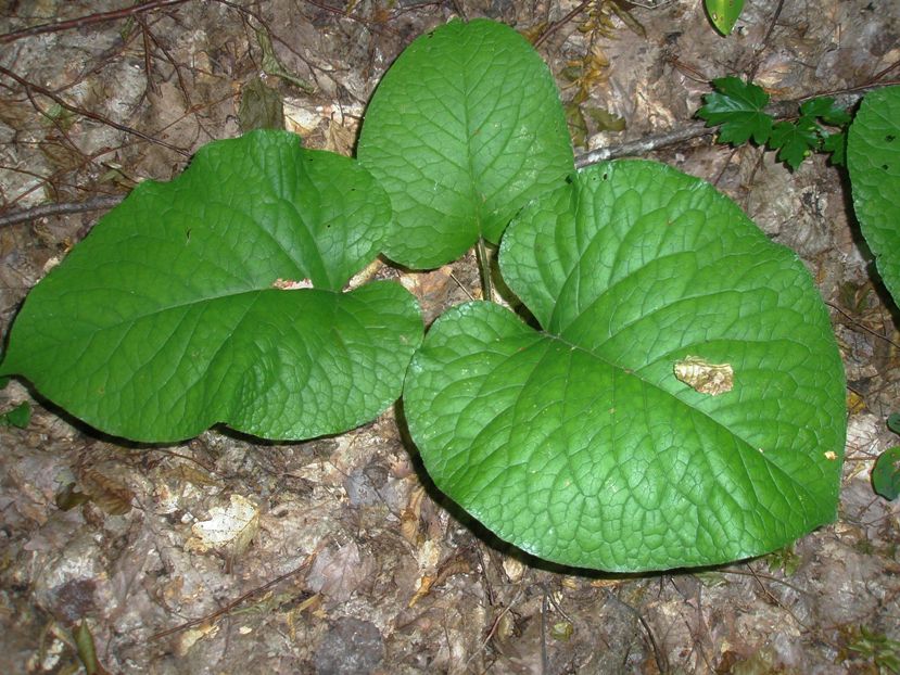 Изображение особи Trachystemon orientalis.