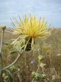 Centaurea salonitana