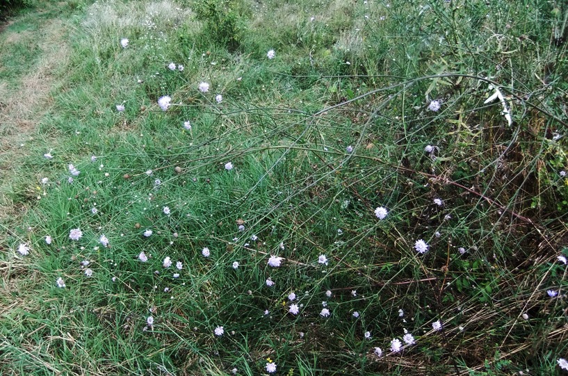 Изображение особи Cephalaria transsylvanica.