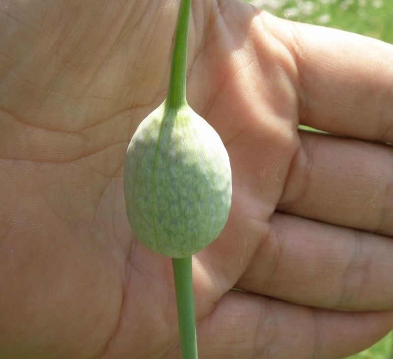 Image of Allium atroviolaceum specimen.