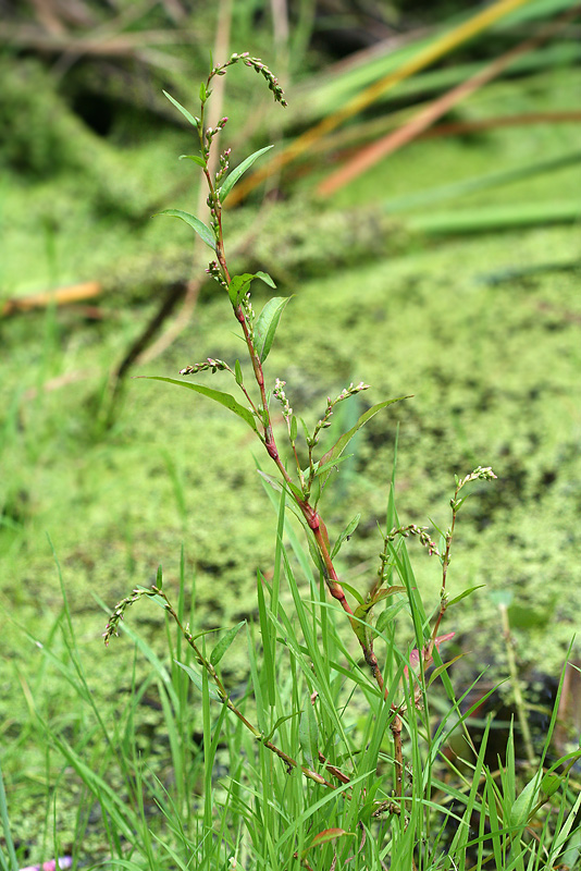 Image of Persicaria hydropiper specimen.