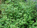 Geranium sibiricum