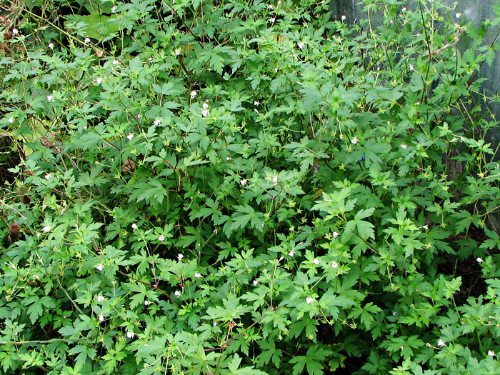 Image of Geranium sibiricum specimen.