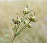 Bupleurum tenuissimum. Соплодие. Север Краснодарского края, пойменный луг между станицами Шкуринская и Канеловская, обочина полевой дороги. 04.09.2011.