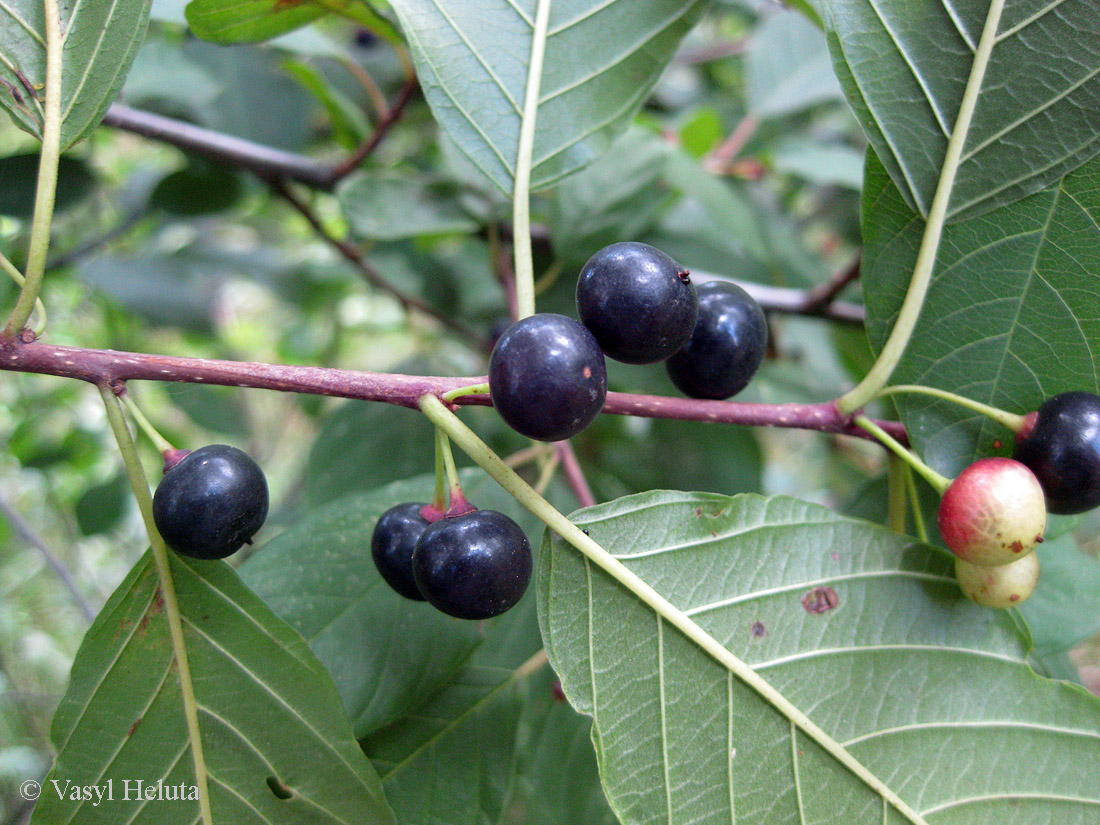 Изображение особи Frangula alnus.