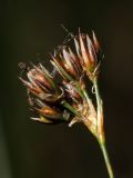 Juncus balticus