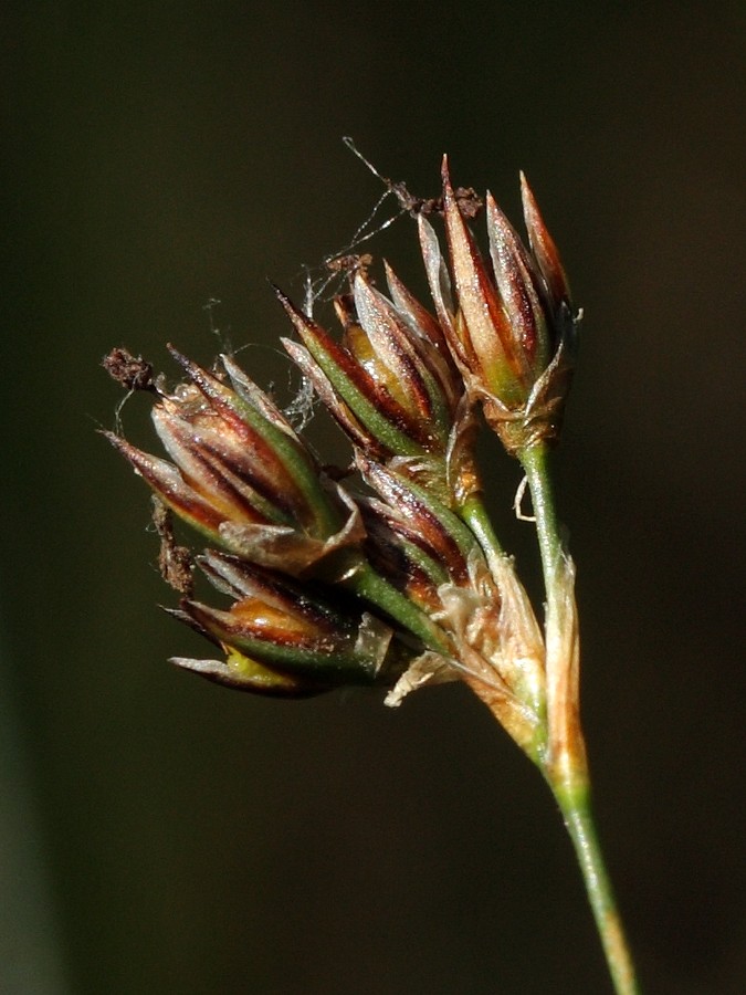 Изображение особи Juncus balticus.