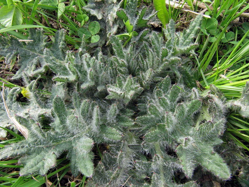 Изображение особи Cirsium vulgare.