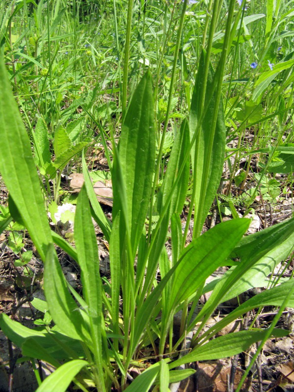 Изображение особи Plantago lanceolata.