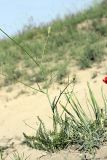 семейство Apiaceae