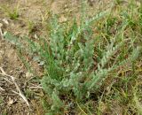 Astragalus mucidus