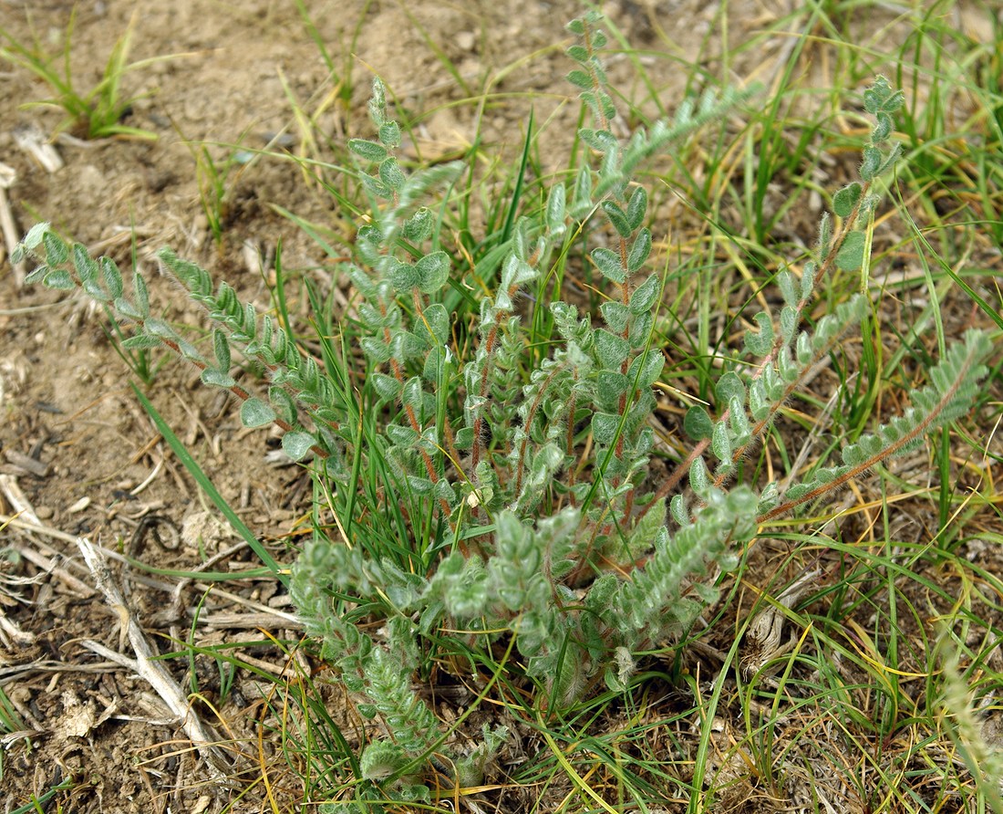 Image of Astragalus mucidus specimen.