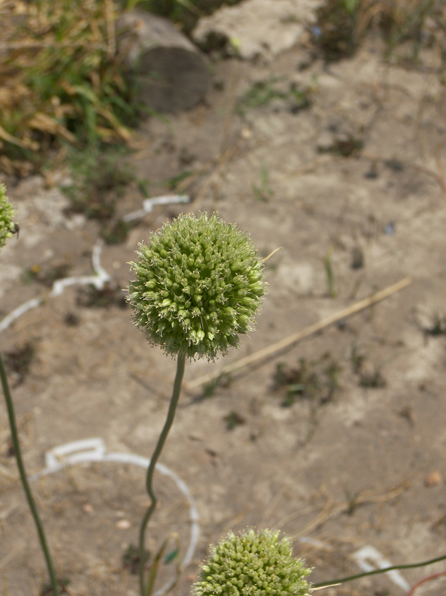 Image of Allium leucanthum specimen.