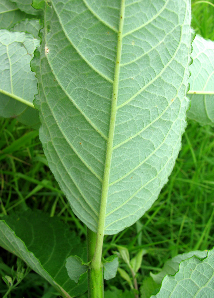 Image of Salix latifolia specimen.