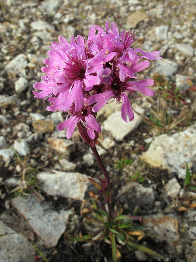 Изображение особи Viscaria alpina.