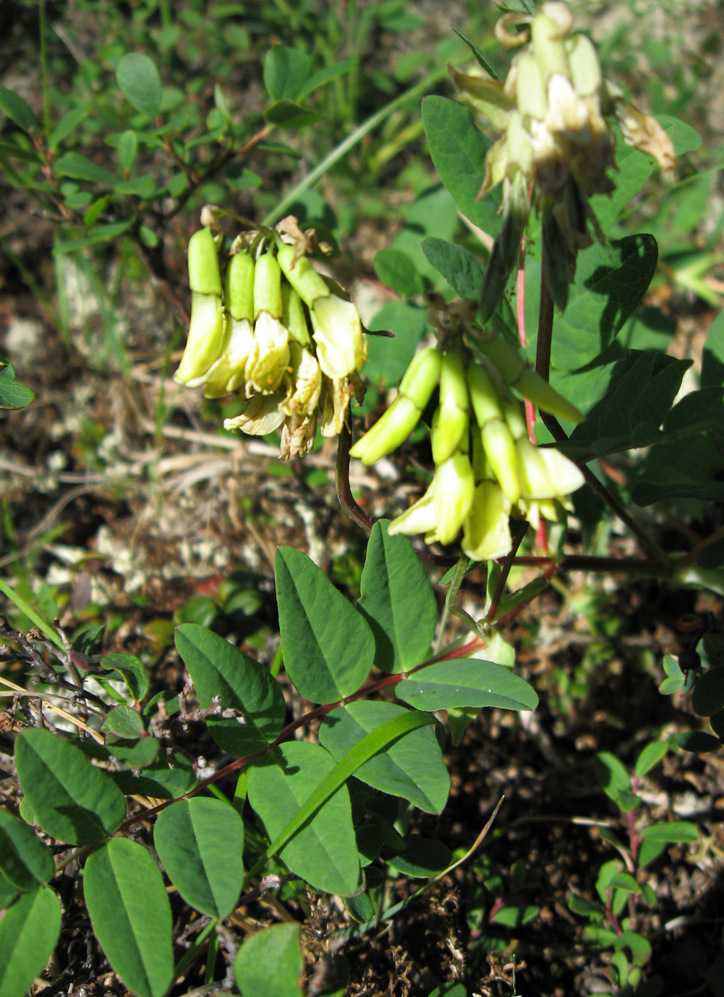 Изображение особи Astragalus frigidus.