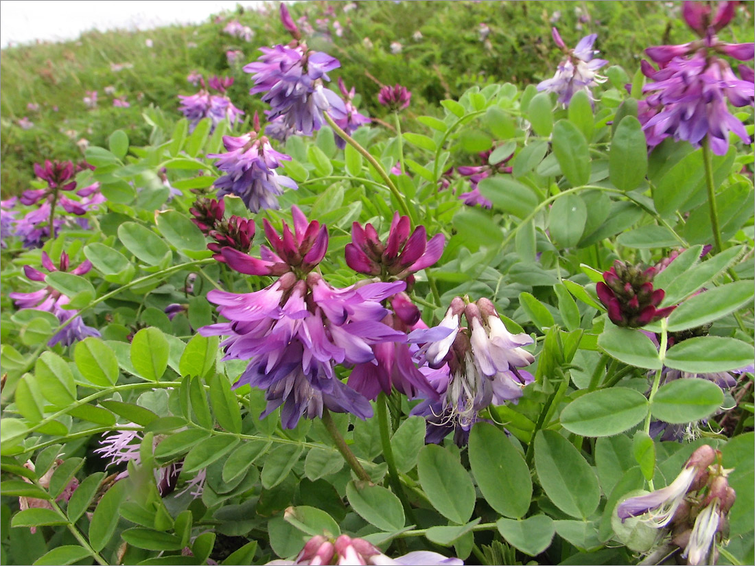 Image of Astragalus subpolaris specimen.