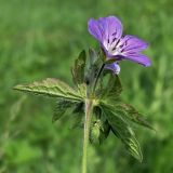 Geranium sylvaticum. Верхушка цветущего растения. Окрестности Смоленска, низина между холмами. 27.05.2011.