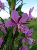 Chamaenerion angustifolium