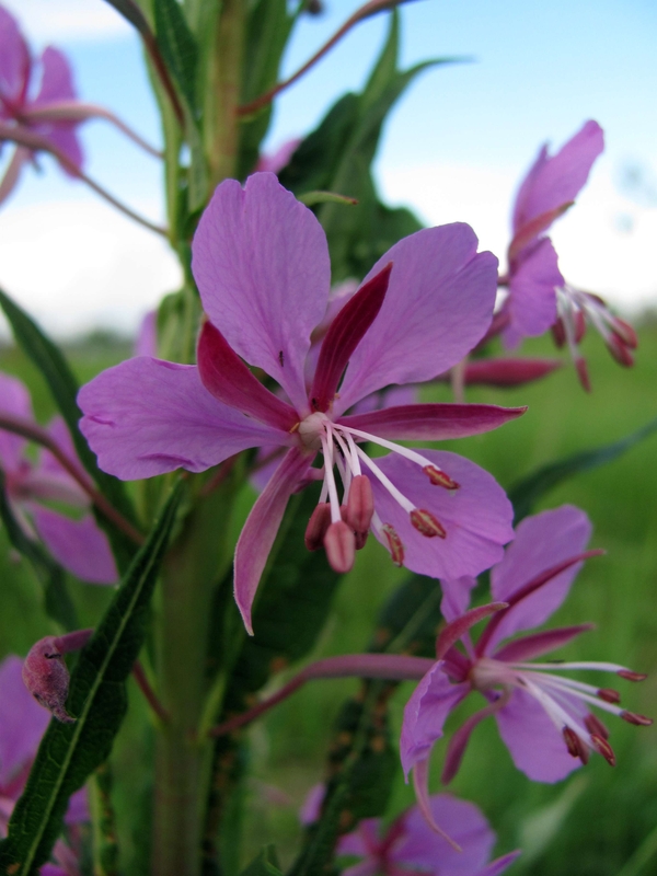 Изображение особи Chamaenerion angustifolium.