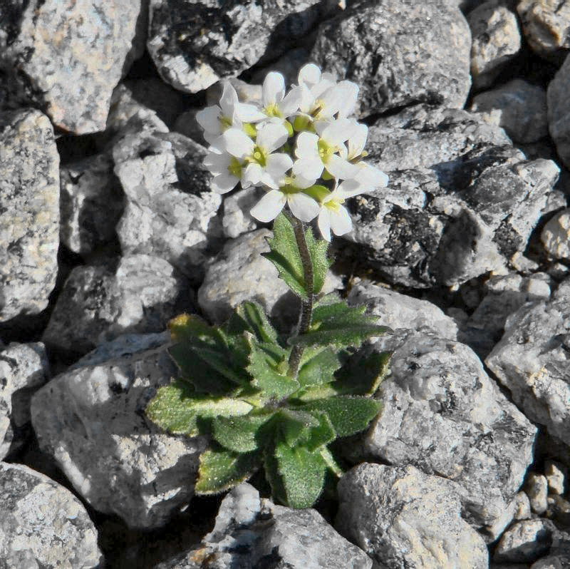 Изображение особи Arabis alpina.