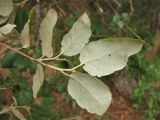 Quercus suber. Побег (видна нижняя сторона листьев). Испания, Каталония, провинция Girona, Costa Brava, окрестности населённого пункта Sant Feliu de Guíxols. 24 октября 2008 г.