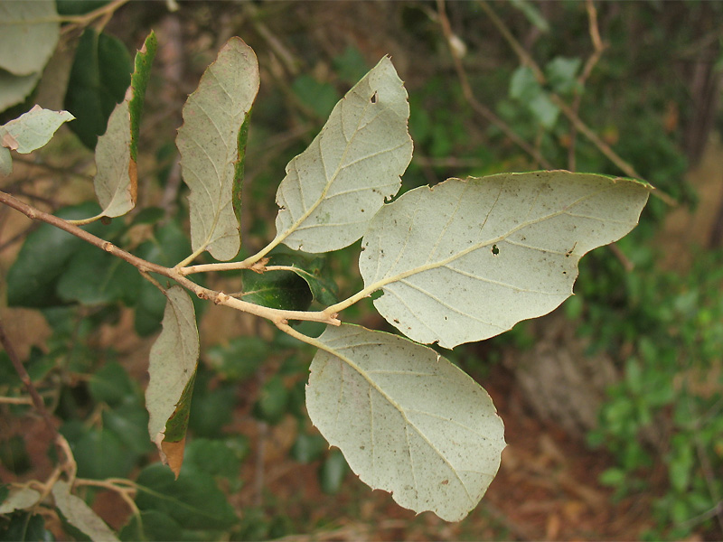 Image of Quercus suber specimen.