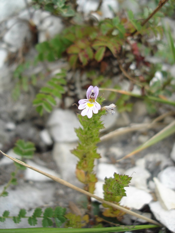 Image of Euphrasia pseudokerneri specimen.