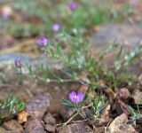 Spergularia rubra. Цветущее растение. Сахалин, Тымовский р-н, река Пиленга, старая щебневая дорога в предгорьях Набильского хребта. 07.07.2011.