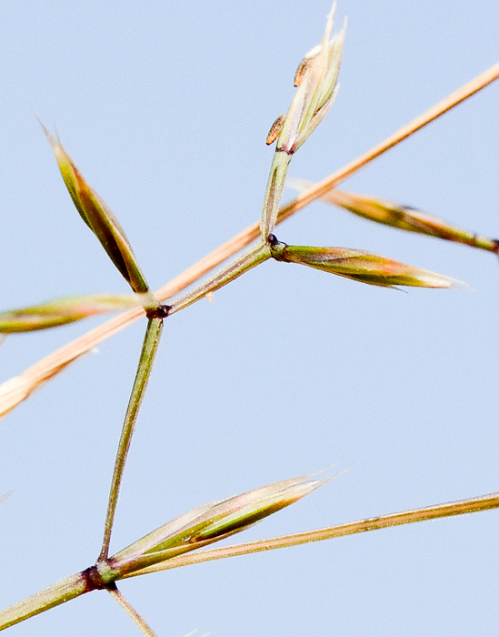 Image of Cutandia memphitica specimen.