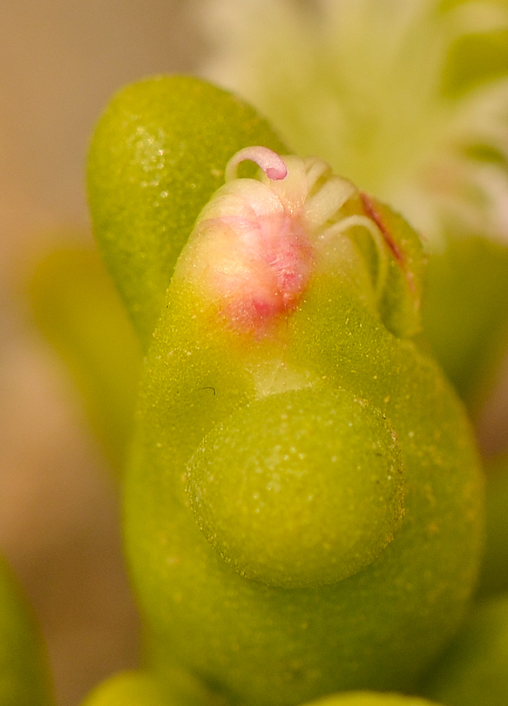 Image of Mesembryanthemum cryptanthum specimen.