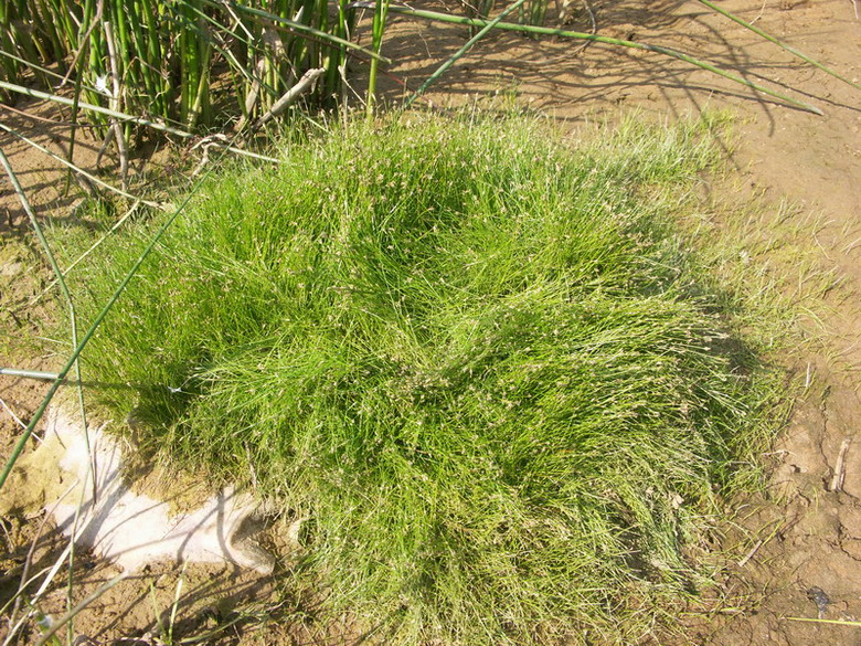 Image of Eleocharis acicularis specimen.