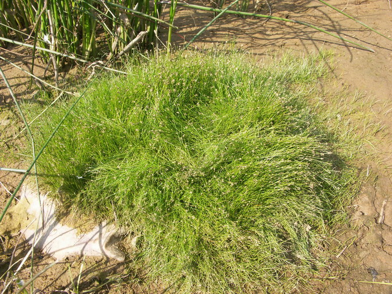 Изображение особи Eleocharis acicularis.