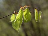 Fagus sylvatica