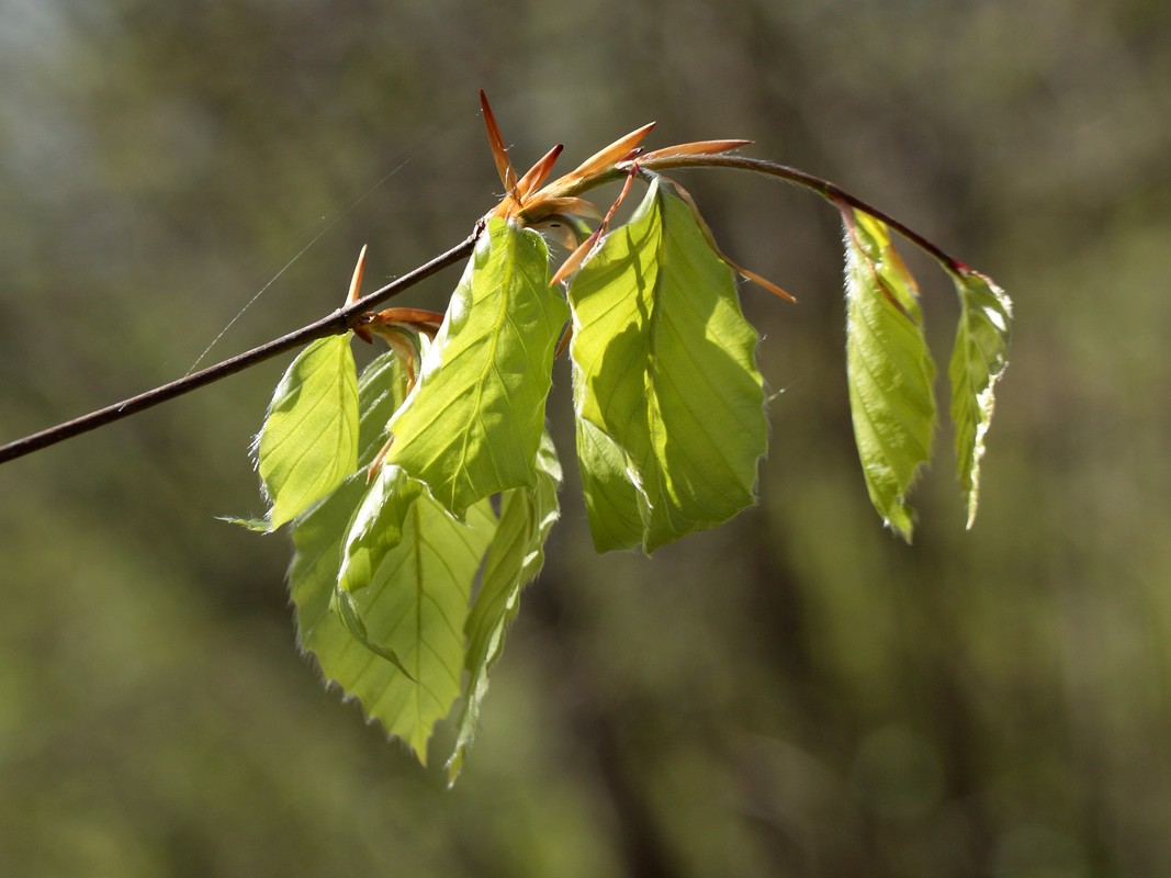 Image of Fagus sylvatica specimen.