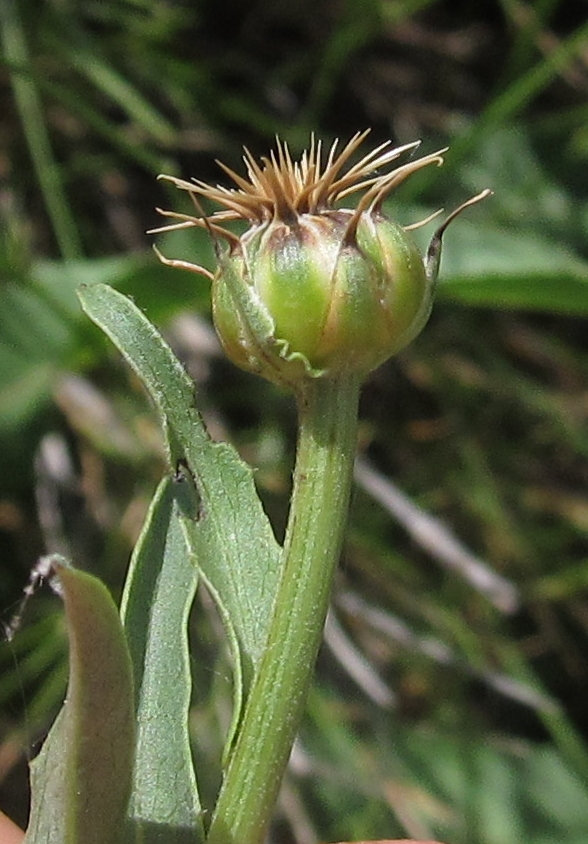 Изображение особи семейство Asteraceae.